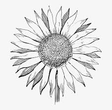 47 high quality collection of sunflower drawing black and white by clipartmag. Sunflower Flower Line Art Summer Floral Vintage Sunflower Black And White Png Png Image Transparent Png Free Download On Seekpng