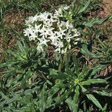 Image result for Heliotropium ciliatum