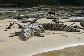 Croc legend bujang senang is crocodile species crocodylus porosus and measuring 20 feet long and has a white stripe on his back. How A Chinese Magician Brought Crocodiles To Sarawak And Other Tales Kajomag