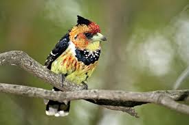 Tepeli Barbet Kusu Crested Barbet Bird Kus