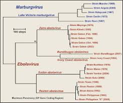 Image result for Filoviridae
