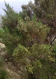 Image result for Erica arborea