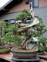 Galery Bonsai Klasik I Bonsai Klasik Bonsai Tree Bonsai Forest Bonsai Plants