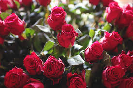 Giorno di buon compleanno e mazzo delle rose rosse splendide. Rose Sfondi Gratis Novocom Top