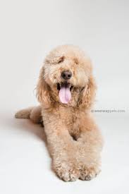 Seamless Paper For Pet Photography Savage Universal Rescue Dogs Senior Dog Animal Photography