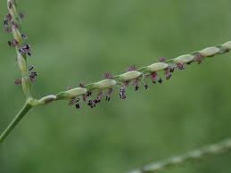 Image result for Axonopus flexuosus