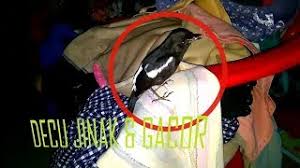 Burung decu memang sering disebut sebagai kacer mini. Playtube Pk Ultimate Video Sharing Website