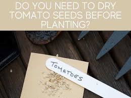 Maybe you would like to learn more about one of these? Do Tomato Seeds Need To Be Dried Before Planting Greenhouse Today