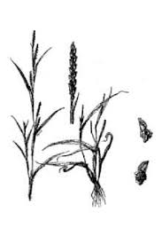 Image result for Hackelochloa granularis