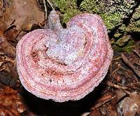 Image result for Ganoderma curtisii
