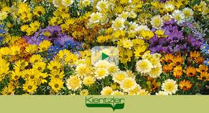 Image result for Osteospermum nyikense