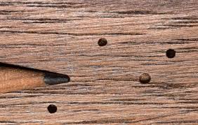 Trous Dans Le Bois Comment Lutter Contre Les Vrillettes Tout Pratique