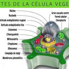 Algunas vesículas entregan materiales a partes de la célula y otras pueden transportar materiales fuera de la célula en un proceso llamado exocitosis. Partes De La Celula Vegetal Y Sus Funciones Resumen Con Esquemas