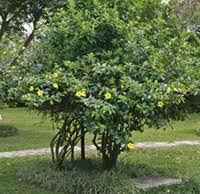 Image result for Allamanda cathartica