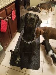 She is housed at jennifers pet rescue inc. Pin On Adoptables