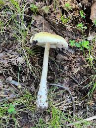 Image result for Russula compacta