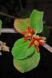 Image result for Grewia villosa