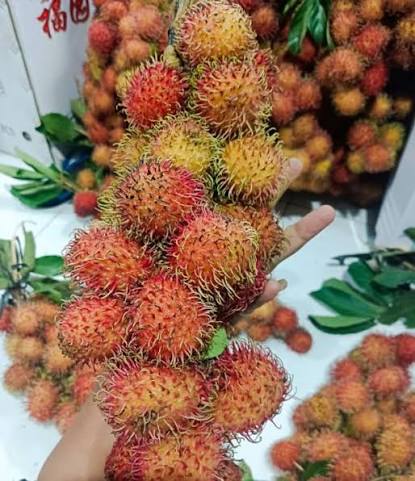 Rambutan Aceh