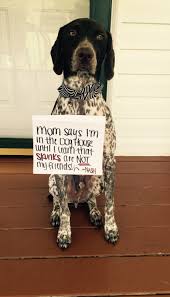 Check spelling or type a new query. German Shorthaired Pointer Puppies Breeders In Ohio 2021 Pupkits