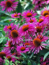 Echinacea Purpurea Purple Coneflower Echinacea Purpurea Echinacea Planting Flowers