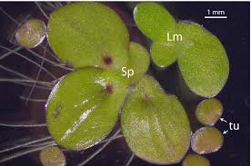 Image result for Spirodela