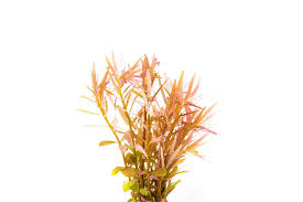 Image result for Rotala filiformis