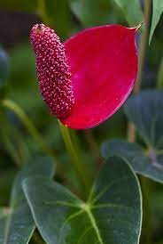 Flamingo Flower Anthurium Andraeanum Guzel Cicekler Tropik Cicekler Bitki