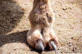 50 camel toes | total pro sports. Camel Toe Photos Free Royalty Free Stock Photos From Dreamstime