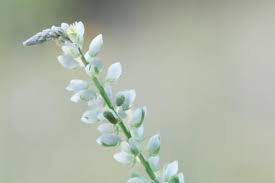 Image result for Polygala sadebeckiana