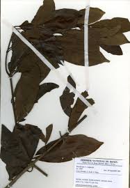 Image result for Psydrax parviflora