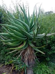 Image result for Aloe arborescens × inyangensis