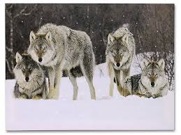 Amazon Com Wolves Gifts Wolves Led Lighted Canvas Print Wolf Pack In A Winter Scenn Wolf Home Decor With Images Lighted Canvas Snowy Forest Canvas Prints