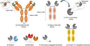 A trace amount of non igg proteins was not isolated and remained in this precipitate. Unique Aspects Of Adaptive Immunity In Camelids And Their Applications Sciencedirect