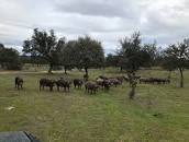 Resultado de imagen para site:abrasador.com/ "modelo de negocio"