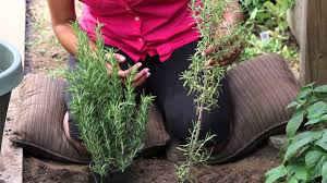 Image result for rosemary pruning