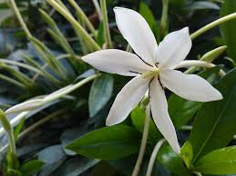 Alibertia Belize White Shooting Star Live Plant Fragrant Flowers Attract Butterflies Starter Size 4 Inch Pot Emerald Goddess Gardens Tm Emerald Goddess Gardens