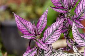 Image result for Strobilanthes