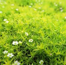 Image result for Sagina