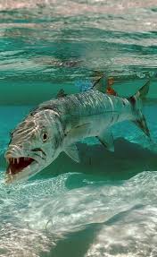 With elias anton, matt nable, ben kindon, victoria haralabidou. Impresionante Los Dientes De La Barracuda Tiere Wassertiere Raubtiere