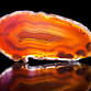 Texas Mineral and Fossil Dallas/Plano