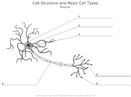Jump to navigation jump to search. Neuron Diagram Blank Human Body Anatomy
