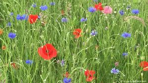Purpleand redmake magenta, which is a monotone cousin to purple. Farming Without Pesticides How Can We Make Agriculture Greener Environment All Topics From Climate Change To Conservation Dw 31 01 2020