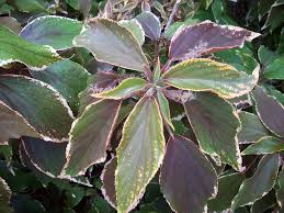 Image result for Acalypha nyasica