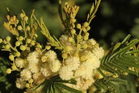 Image result for Acacia mearnsii