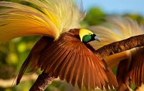 Oh ya…ke 47 nama nama burung langka di indonesia tentunya sangat panjang sekali tulisanya, karena dijelaskan mulai dari nama lokal, nama dalam bahasa inggris, nama ilmiah atau nama latin, habitat, warna, panjang, berat, suara, makanan, ancaman dan juga statusnya. Legenda Asal Usul Burung Cendrawasih Cerita Rakyat Papua