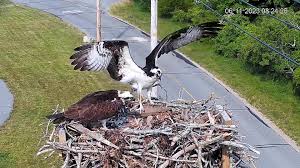 Osprey Cam – Henry L. Ferguson Museum