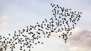 The Value Of Belonging At Work