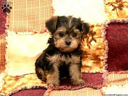 Black And Tan Yorkie Poo Puppies For Sale Ship From Gfp Shipping Puppies Greenfield Puppies Yorkie Poo For Sale Greenfield Puppies Yorkie Poo