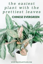 Pothos plant if you're looking for an. Chinese Evergreen Houseplant Care Guide That Planty Life
