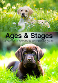 Puppy Training Schedule Ages And Stages In Labrador Puppy Training Labrador Puppy Training Puppy Training Schedule Puppy Training Guide